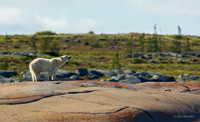 CHPB00029 - Polar Bear