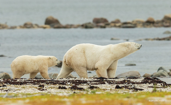 CHPB01468 - Polar Bear