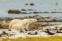 CHPB01411 - Polar Bear