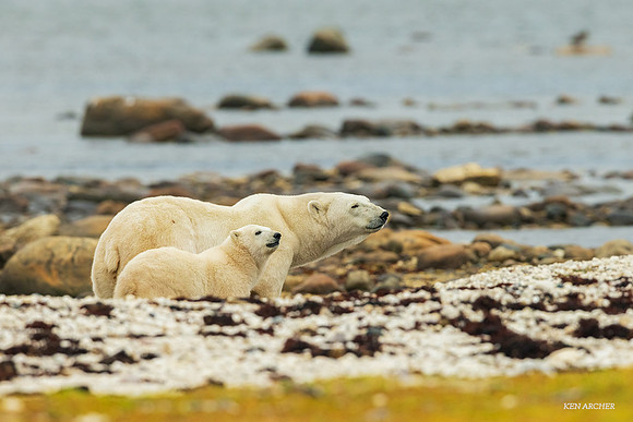 CHPB01411 - Polar Bear