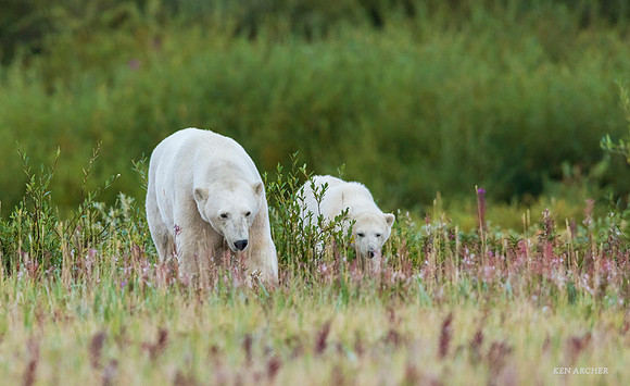 CHPB01198 - Polar Bear
