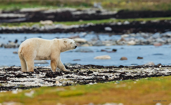 CHPB00975 - Polar Bear
