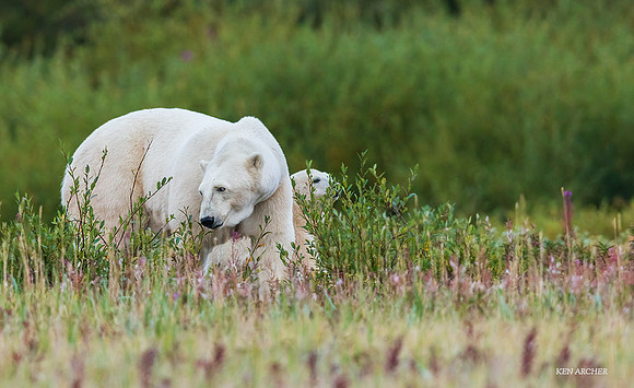 CHPB01196 - Polar Bear