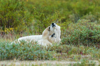 CHPB01292 - Polar Bear