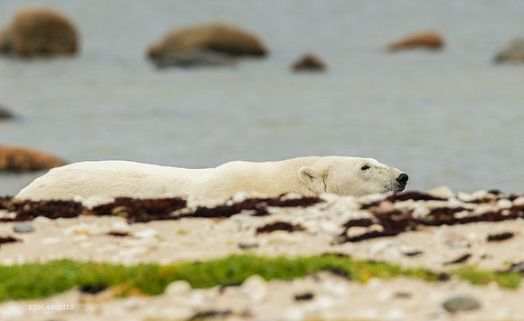 CHPB01378 - Polar Bear