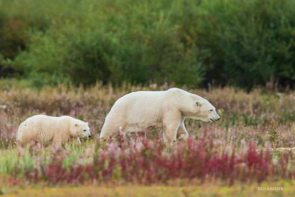 CHPB01142 - Polar Bear
