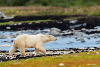 CHPB00992 - Polar Bear
