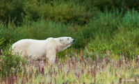 CHPB01186 - Polar Bear