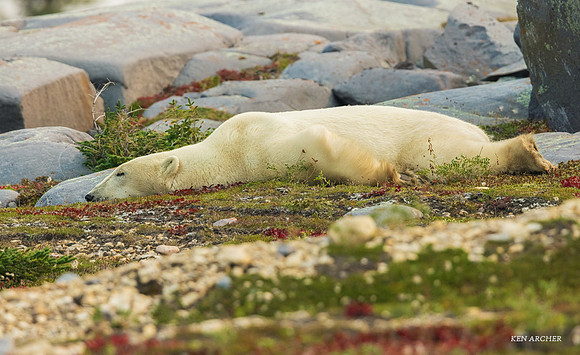 CHPB02474 -Polar Bear