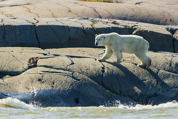 CHPB02236 - Polar Bear