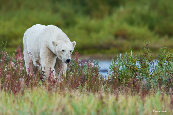 CHPB01205 - Polar Bear