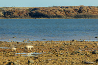 CHPB00149 - Polar Bear