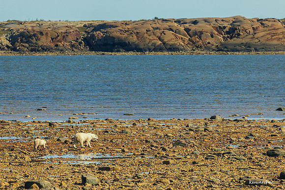 CHPB00149 - Polar Bear