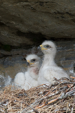 NMGE100293 - Golden Eagle