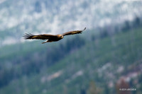 GE00073 - Golden Eagle