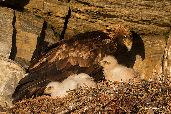 NMGE101157 - Golden Eagle