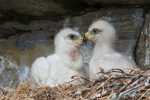 NMGE00358 - Golden Eagle