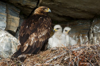 GE00134 - Golden Eagle