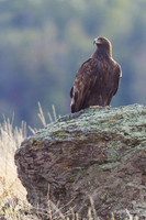 GE00020 - Golden Eagle