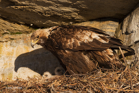 NMGE01691 _ Golden Eagle