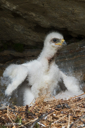 NMGE100437 - Golden Eagle