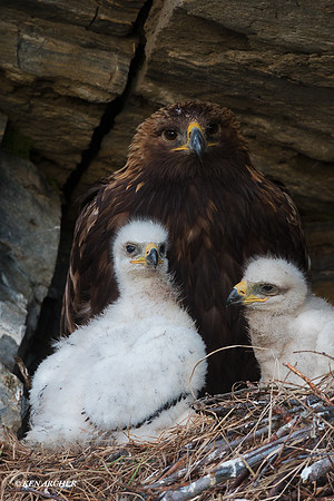 NMGE01269 - Golden Eagle