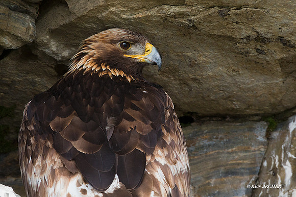 NMGE00579 - Golden Eagle