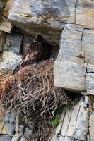 NMGE00126 - Golden Eagle