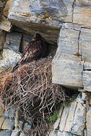 NMGE00126 - Golden Eagle