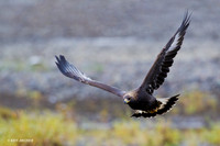GE00070 Golden Eagle