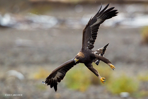Golden Eagle - GE00063