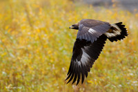 GE00075 - Golden Eagle