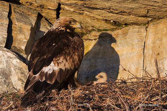 NMGE01517 _ Golden Eagle