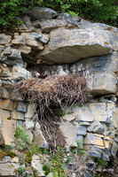 NMGE00235 - Golden Eagle