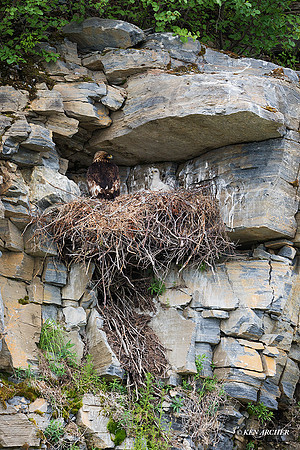 NMGE00235 - Golden Eagle