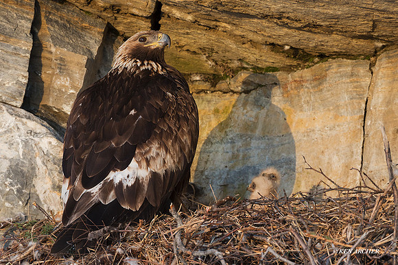 NMGE01571 _ Golden Eagle