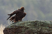 GE00003 - Golden Eagle