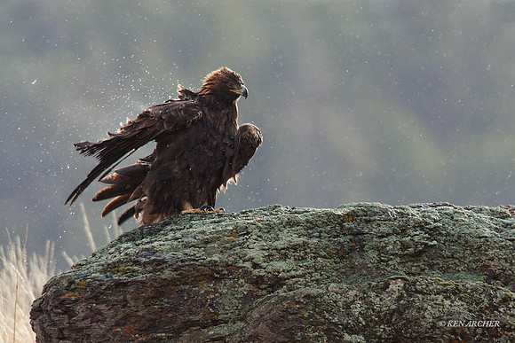 GE00003 - Golden Eagle