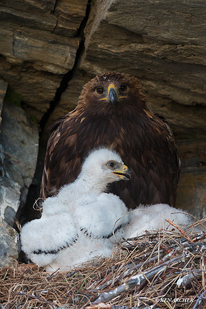 NMGE01266 - Golden Eagle