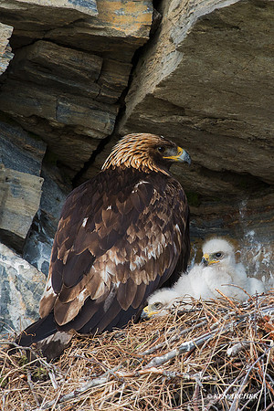 NMGE00925 - Golden Eagle