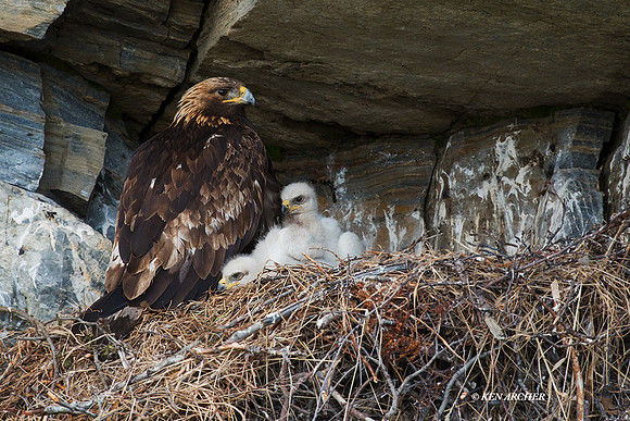 NMGE00936 - Golden Eagle