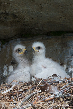 NMGE00266 - Golden Eagle