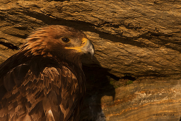 NMGE01195 - Golden Eagle