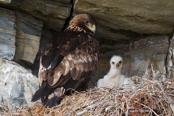 NMGE00510 - Golden Eagle