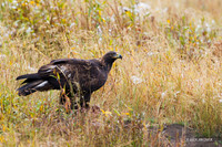 GE00060 - Golden Eagle