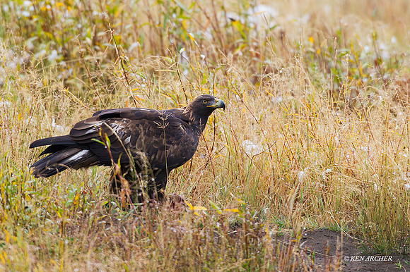 GE00060 - Golden Eagle