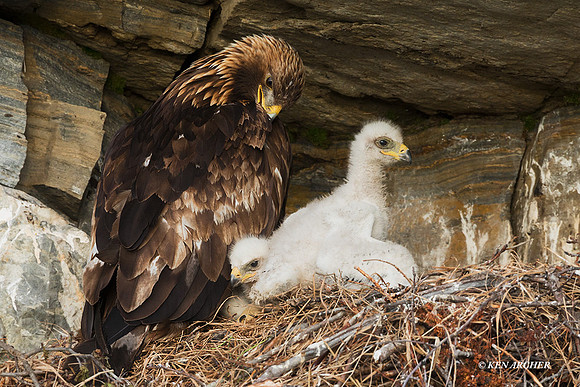 NMGE00991 - Golden Eagle