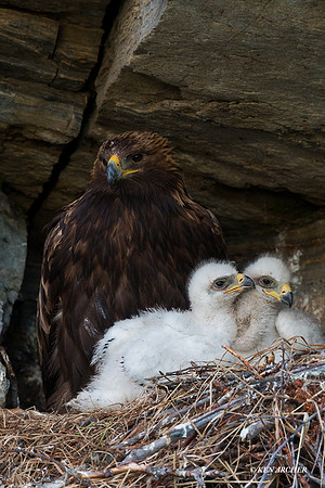 NMGE01287 - Golden Eagle