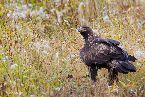 GE00091 Golden Eagle