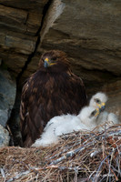 NMGE101288 - Golden Eagle